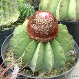 Melocactus pescaderensis GX.JPG